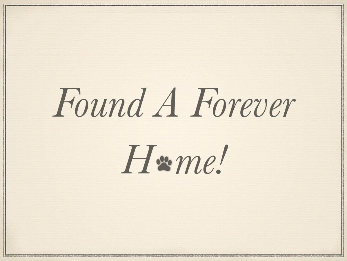 puppy, for, sale, Golden Retriever, Samuel K. Zook, dog, breeder, Honey Brook, PA, dog-breeder, puppy-for-sale, forsale, nearby, find, puppyfind, locator, puppylocator, aca